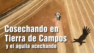 Cosechando en Tierra de Campos