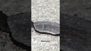 How to Check and Fix Dangerous Brake Pad Noises Before It's Too Late   #Shorts #CarMaintenance