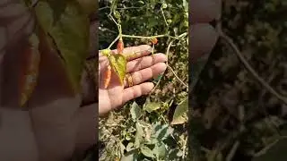 मेरो गाउँ घर च्यानल को तर्फबाट  नमस्कार सबैलाइ ल आउनुहोस त यता पनि 🙏🙏🌺🌺