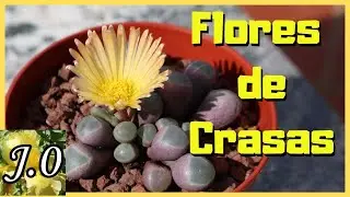 🌵 Cómo IDENTIFICAR familias de SUCULENTAS por su FLORACIÓN]🌸 Las flores de cada familia