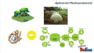 Microbial Community Dynamics