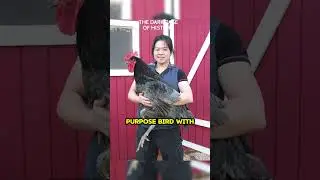Jersey Giants: The World's Largest Chicken Breed