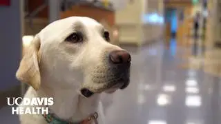 Meet Daniels, the New Facility Dog at UC Davis Children's Hospital