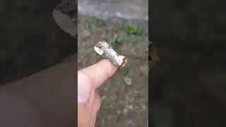This moth looks like a piece of wood😮