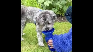 The best dog water bottle...