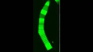 Bending Rod Photoreceptors