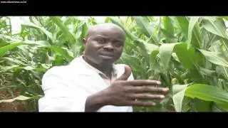 Tests On GM Maize Currently Ongoing On Kenyan Soil