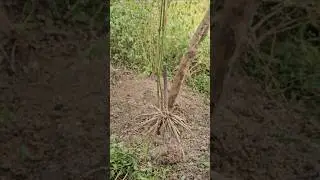 Dig up some ground ginseng roots #Shorts