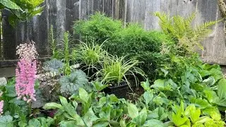 Change Over: Bleeding Hearts to Ice Dance Sedge Carex - July 7, 2021