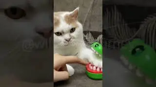 Pet reactions that hit different 💕 #wholesome #pets #shorts