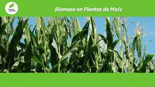 Desarrollo de Ecklonia maxima de Compo Expert