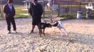 Monty Playing at Connolly Park