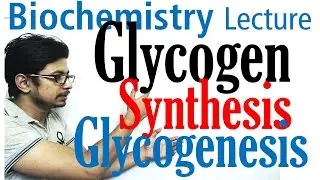 Glycogen synthesis | glycogen metabolism lecture 1