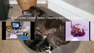 End of Lease Carpet Steam Cleaning and Flea Treatment