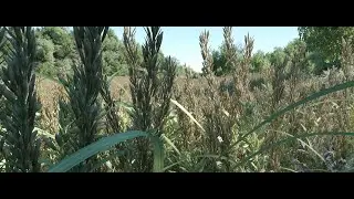 instanced animated plants with root procedural animation