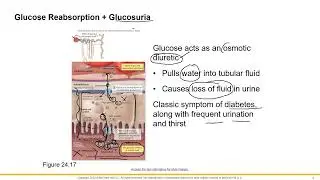 Nephron Physiology 2