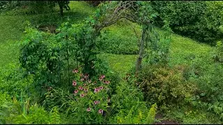 6 Years of Wildlife Gardening ~ Native Plants Focus ~ EASTERN UNITED STATES