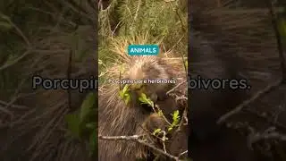 Porcupines Diet! 🌿 #factfizz #porcupines #animalfacts