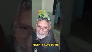 Naughty Love birds, Love birds, Head, playing, Agbutt,