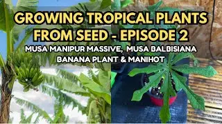Tropical Seed Grow Along | Bananas & Manihot | Episode 2