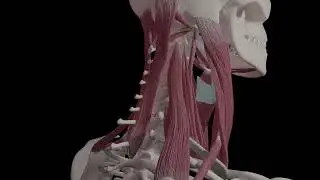 Neck muscles