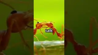 5 Mind Blowing Ant Facts You Didn't Know! #animalfacts #animallovers #animals