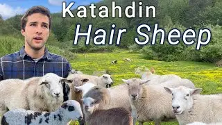 The Low-Maintenance Sheep Breed Everyone Wants (The Truth About Katahdin Hair Sheep)
