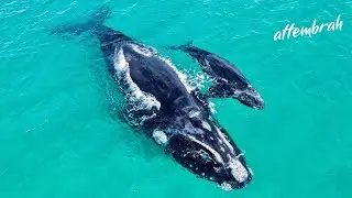 A Day In The Life (Amazing Wildlife Encounters, Surfing, Fishing, Catch & Cook)