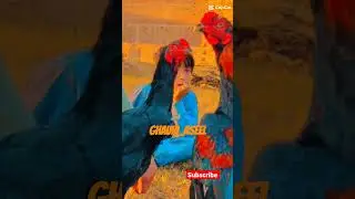 pure thai super necklocker and thai cross patha #aseelpatha #aseelmurgalover #ghauriaseel #shorts #1