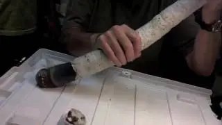 Rare Giant Shipworm Found Alive in the Philippines