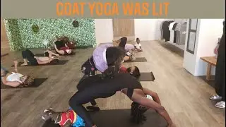 Goat yoga/ Hilarious and fun