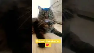 Дени #catvideos #давайтедружить #cat#подпишись #shortvideo #котик #юмор#смех#catlover#cat #кот #