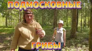 #грибы СОБИРАЕМ ГРИБЫ/ВОТ ЭТО УЛОВ