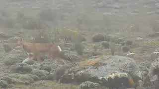 Ethiopian Wolf (Canis simensis) in the Bale Mountains. Highlights from our Ethiopia trip in 2013.