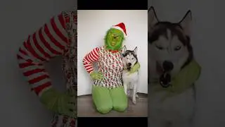 Mr Grinch stole my dogs