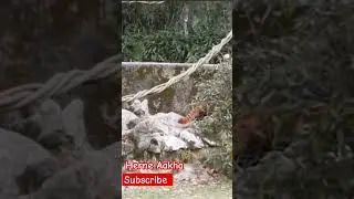 #redpanda #shortvideos #viralvideo