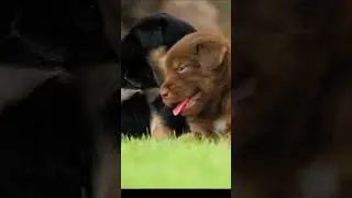 Cute puppy #doglove #dog #dog #shorts