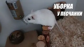 ЧТО БУДЕТ ЕСЛИ ДОЛГО НЕ УБИРАТЬСЯ У ПЕСЧАНКИ?