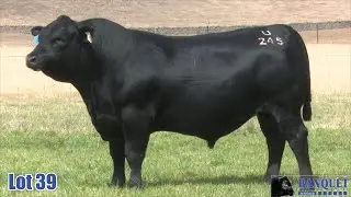 LOT 39 - BANQUET UBO U245