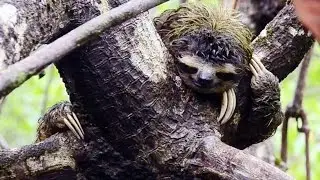 Science Today: Pygmy Sloths | California Academy of Sciences