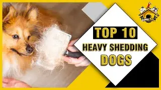Top 10 Heavy Shedding Dogs