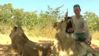 Walking with Lions, Zimbabwe 13 May 2018 (through Lion Encounter)