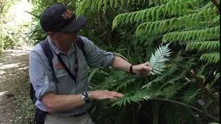 Silver Fern