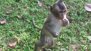 Why He Stands Up? Monkeys Playing-Baby Fighting