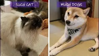 Mame Shiba Inu Cafe + Cat Cafe in Tokyo | Japan Travel Vlog 7