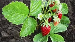 INVESTIGACION - CULTIVO DE FRESA EN HUAURA, HUACHO  Y MAZO, VÉGETA