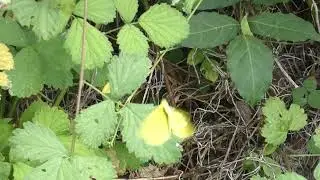 Mate Rejection Behaviour in Northern Grass Yellow Butterfly