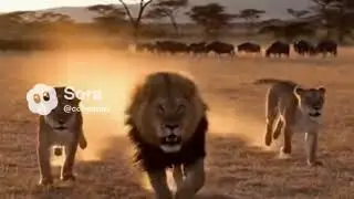 Wildlife Documentary (Discovery / BBC Style)Guardians of the Savannah: A Mother Lion&rsquo;s Choice