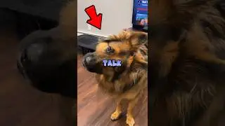 Your Dog Is Doing This on Purpose&hellip;😱#shorts