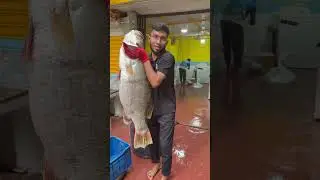 একটি উচ্চবংশীয় কাতল।এত্ত বড় কাতল দেখেছেন